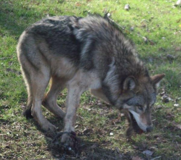 Catch and release: This wolf was accidentally trapped near Rochester last week. DNR conservation officers and the trapper were able to release it. Wol