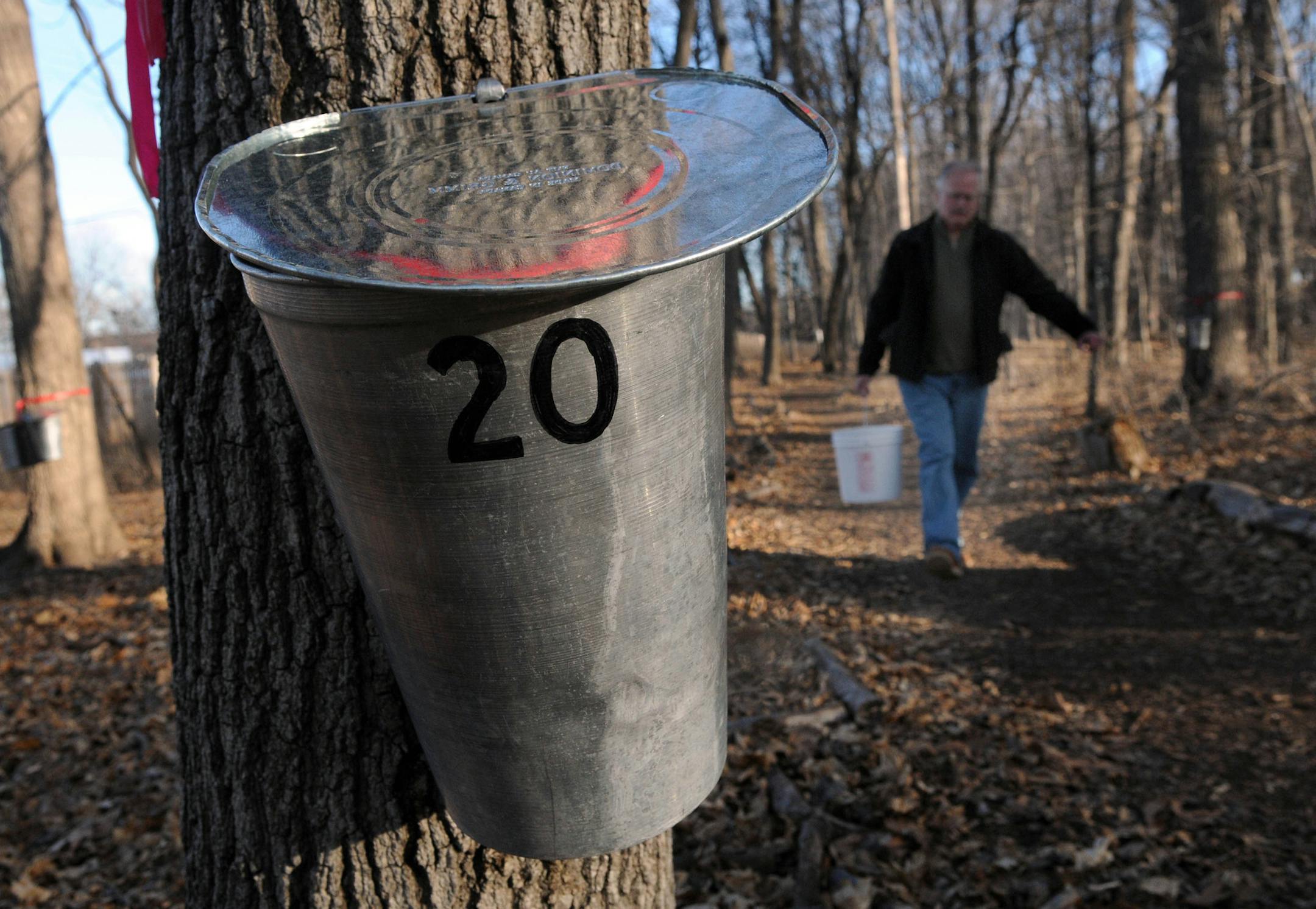 Richard Sennott•rsennott@startribune.com] Wayzata, Mn. Tuesday 3/23/10 Wayzata Council Member Jack Amdal collected maple sap in Wayzata’s Cenacle Big Woods. There are 25 maple trees that produce about 55 gallons of sap on a good day