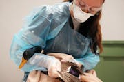 Veterinarian Dr. Miranda Torkelson triaged a mallard duck with a fractured wing at the Wildlife Rehabilitation Center in Roseville.