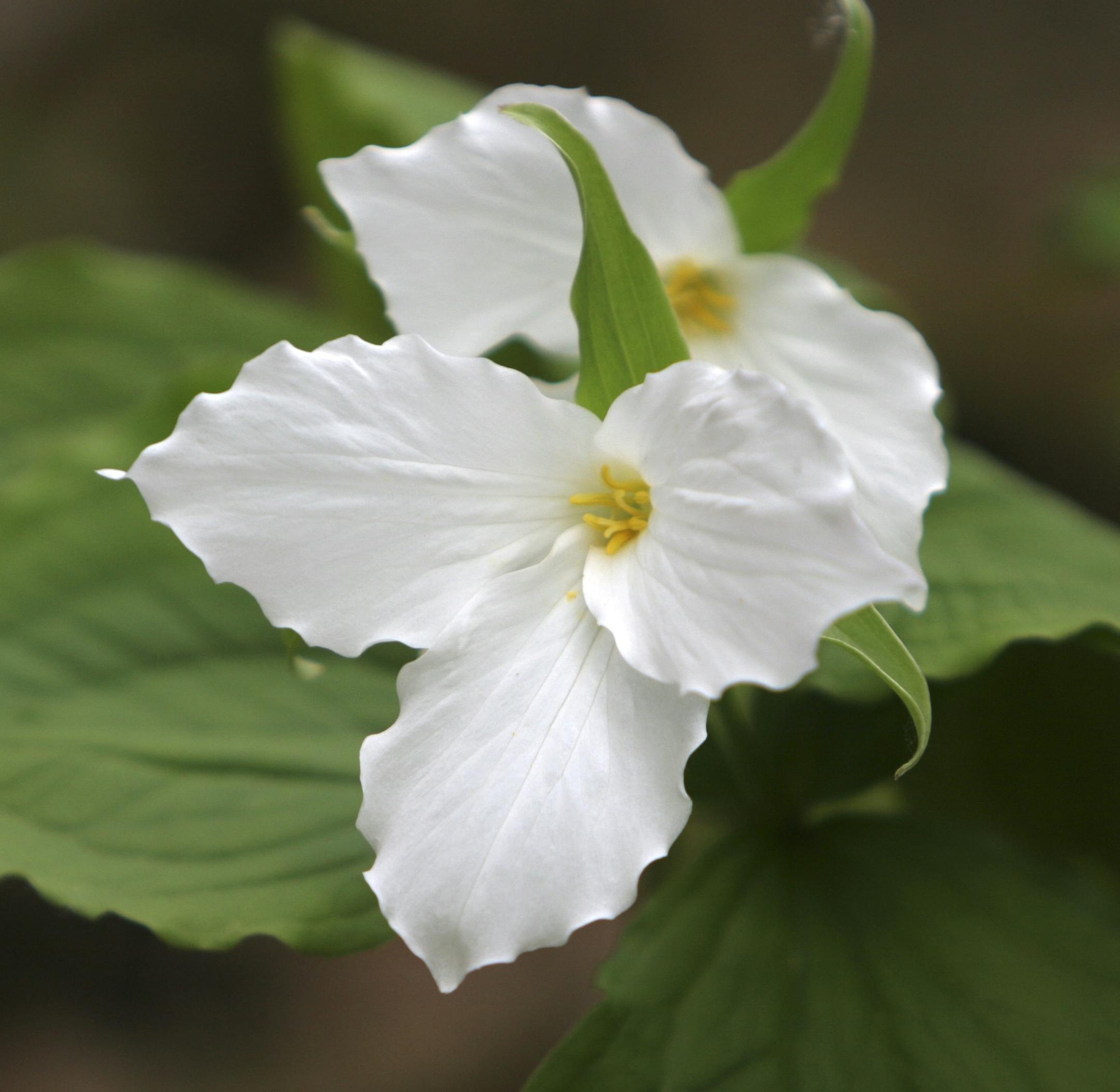 Trillium in Bloom Itasca State Park.