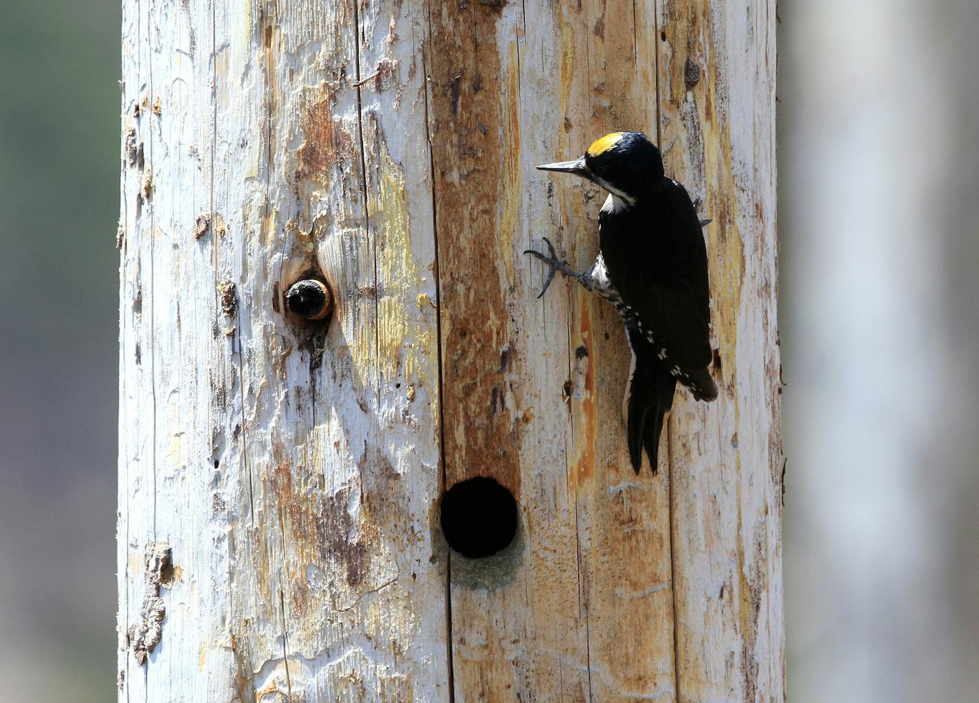 A male black-backed woodpecker near its nest in a dead tree.