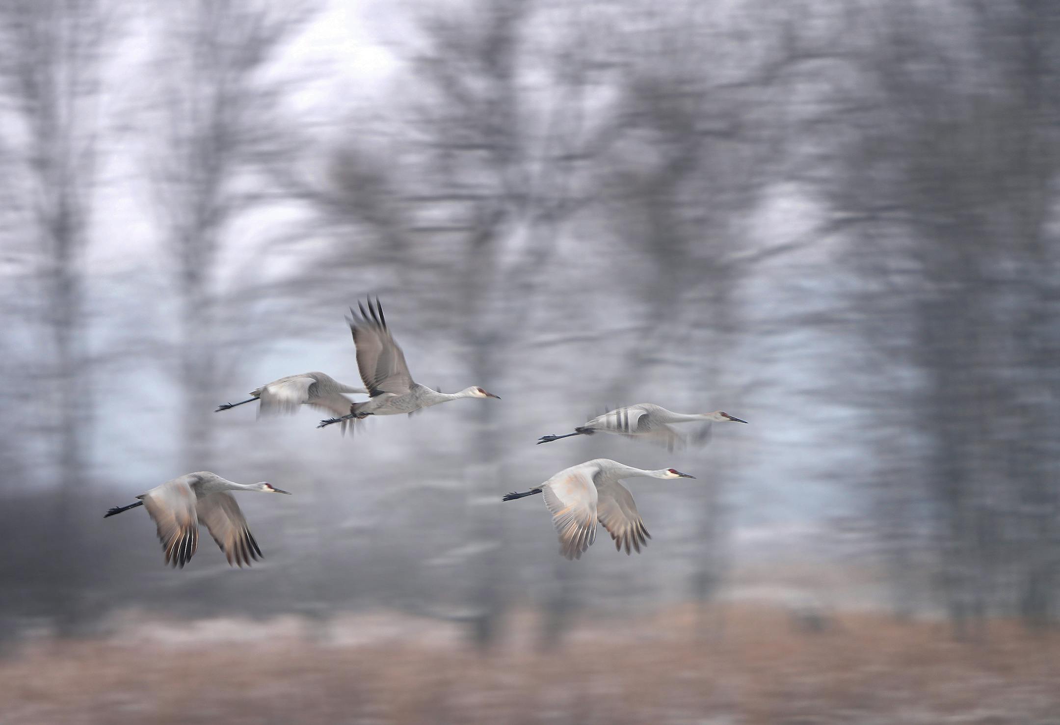 Sandhill cranes leave Sherburne National Wildlife Refuge, some to continue migration, others to feed in nearby fields.
