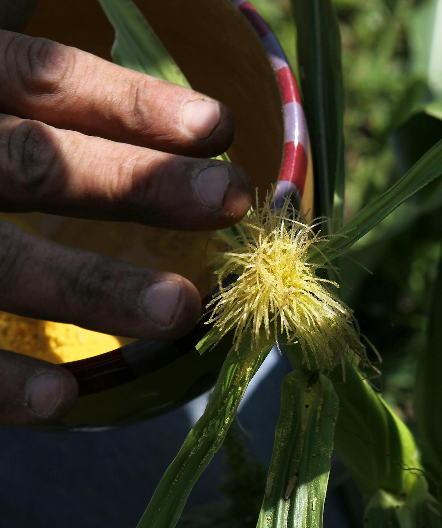 Farm manager Frank Haney demonstrated how to hand-pollinate Oneida White Corn to maintain the purity of the crop.