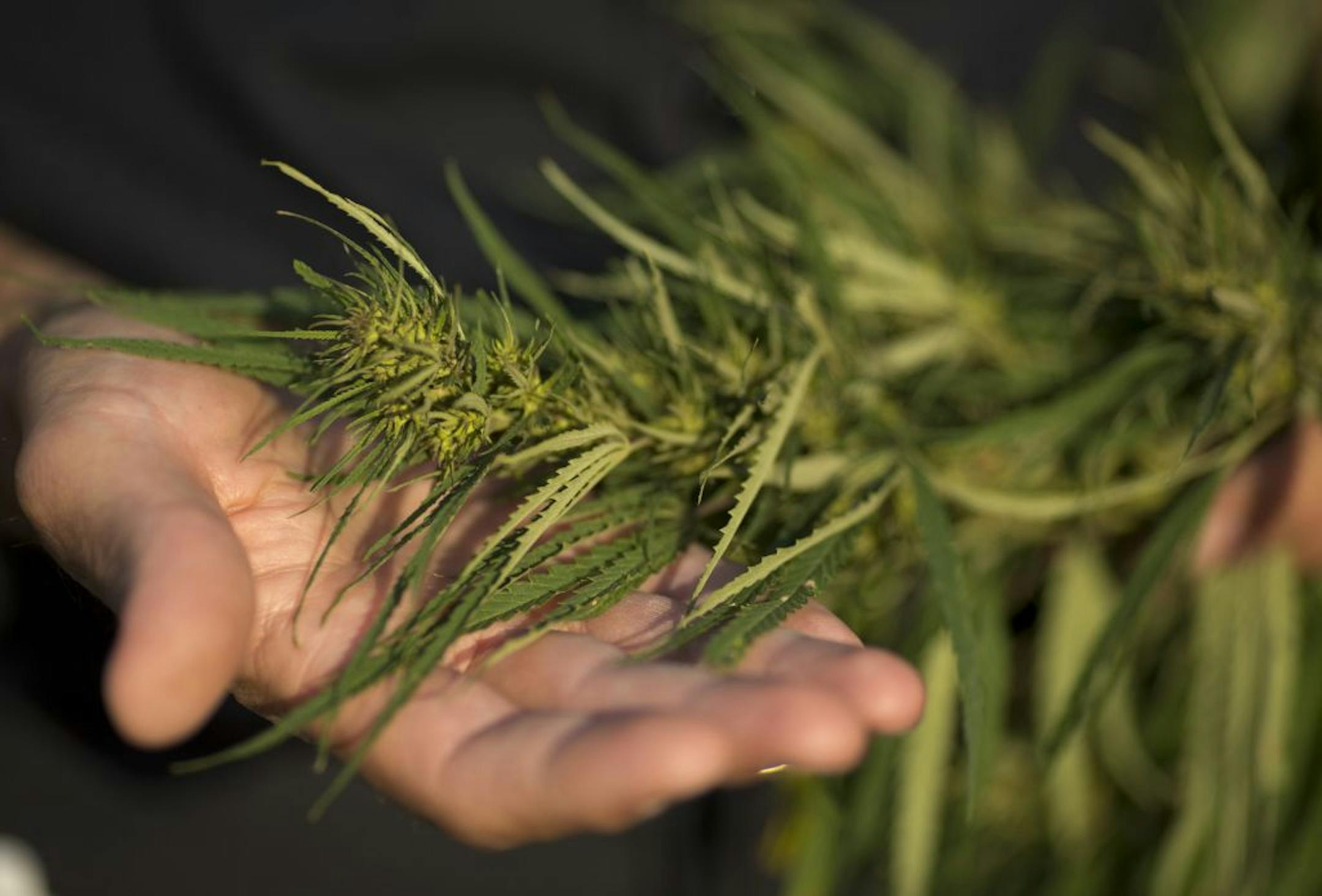 Hemp's distinctive leaves and buds are virtually identical to those of marijuana, sometimes causing confusion among the citizenry.