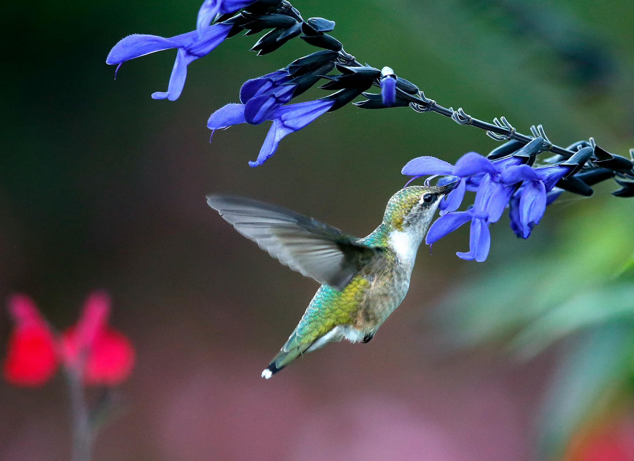 Longfellow Gardens, with its varied perennials and annuals attract Hummingbird. By Regina Marie Williams. for the Focus page done by Nicole Hvidsten.