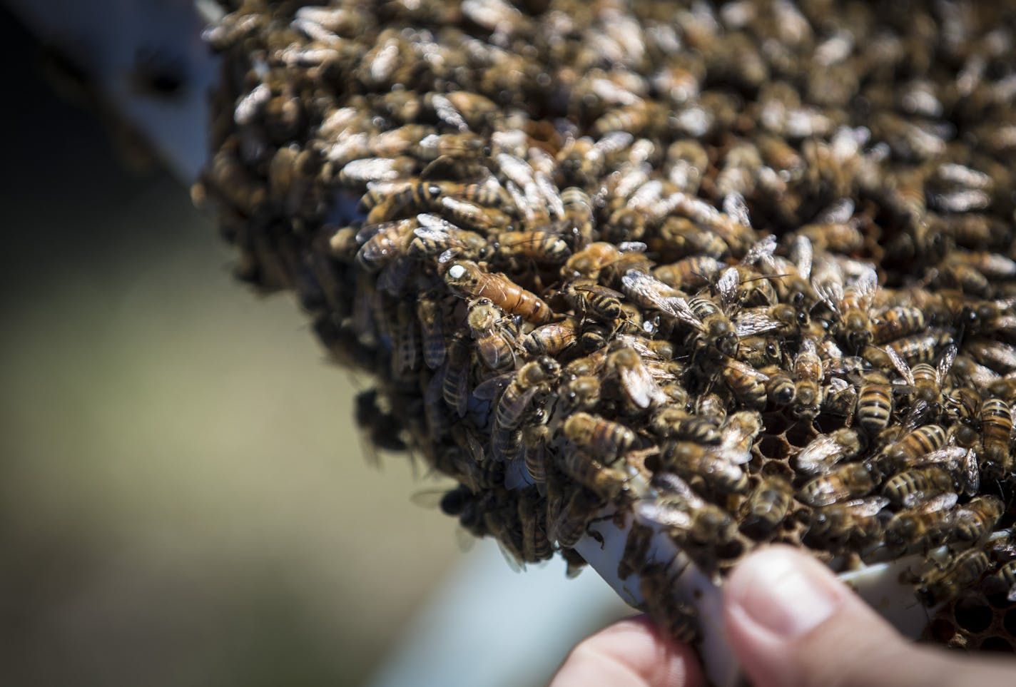 Chiara Bolton of Bolton Bees, gave a tour of a bee hive (in this picture is a frame with the queen bee) placed in the pollinator friendly solar panel field to media and guests at Connexus Energy in Ramsey, Minn., on Friday, April 28, 2017. ] RENEE JONES SCHNEIDER &#x2022; renee.jones@startribune.com Connexus Energy (the cooperative electric utility in Ramsey) have planted pollinator friendly plants and grasses underneath their solar array and now they're planning to produce honey with the bees t