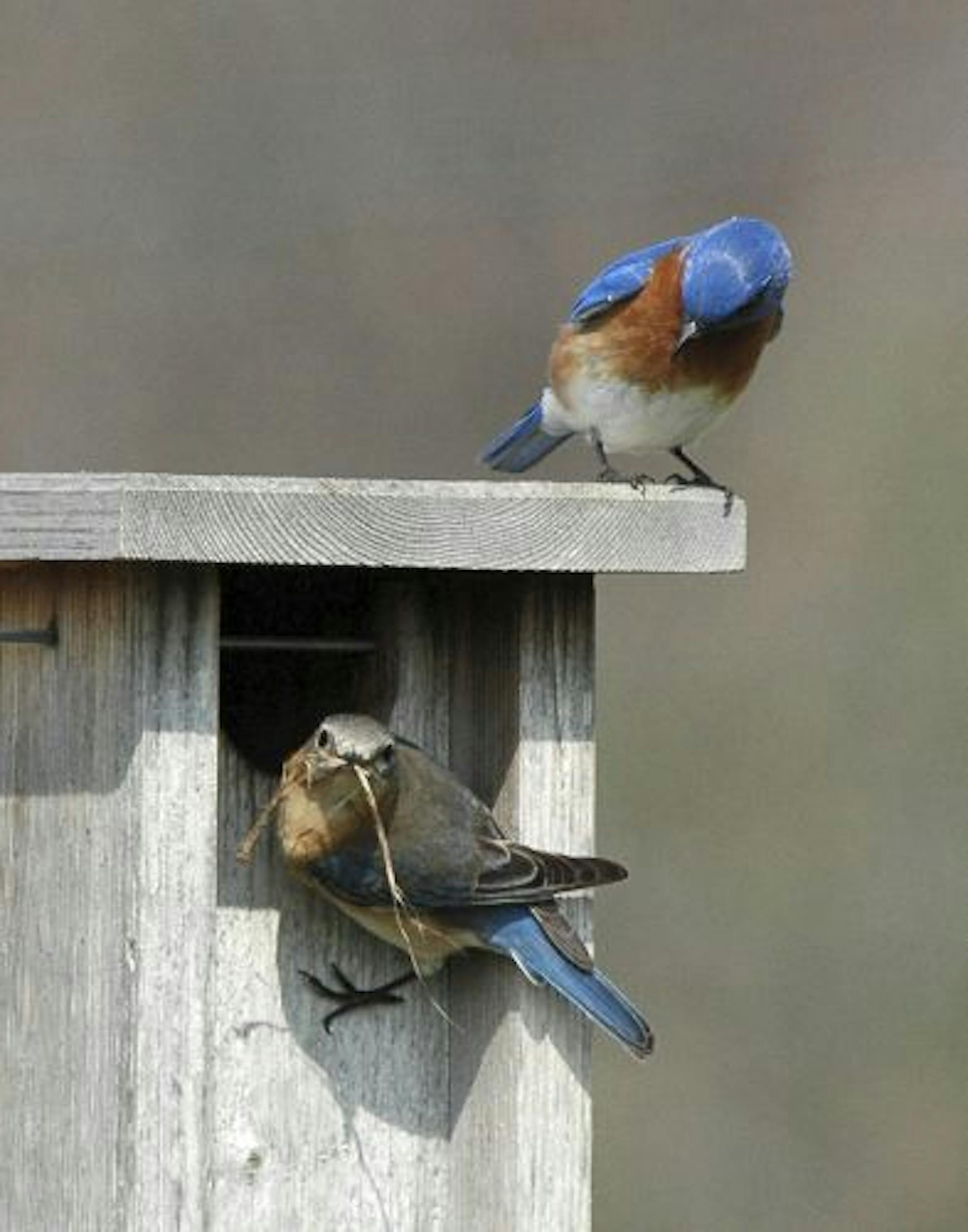 A pair of Eastern bluebirds build a nest.