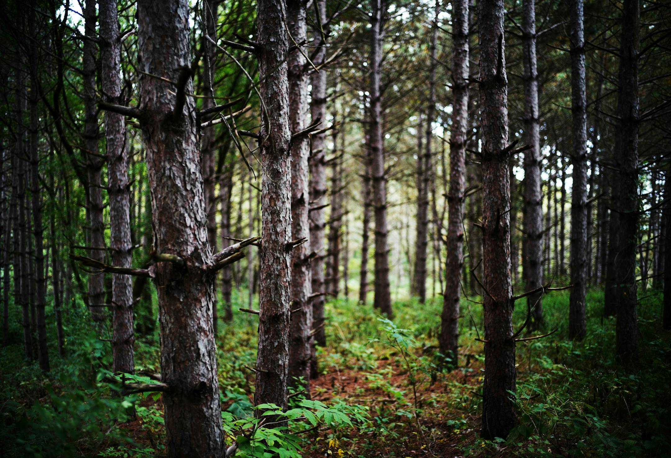Pine are prevalent at Whitetail Woods, Dakota County's newest park which is designed for year round use.] Over the past decade, Dakota County has spent nearly $140 million on its parks system. But county leaders say that investment hasn't paid off in the way they'd hoped -- though visits to regional parks. Richard Tsong-Taatarii/rtsong-taatarii@startribune.com