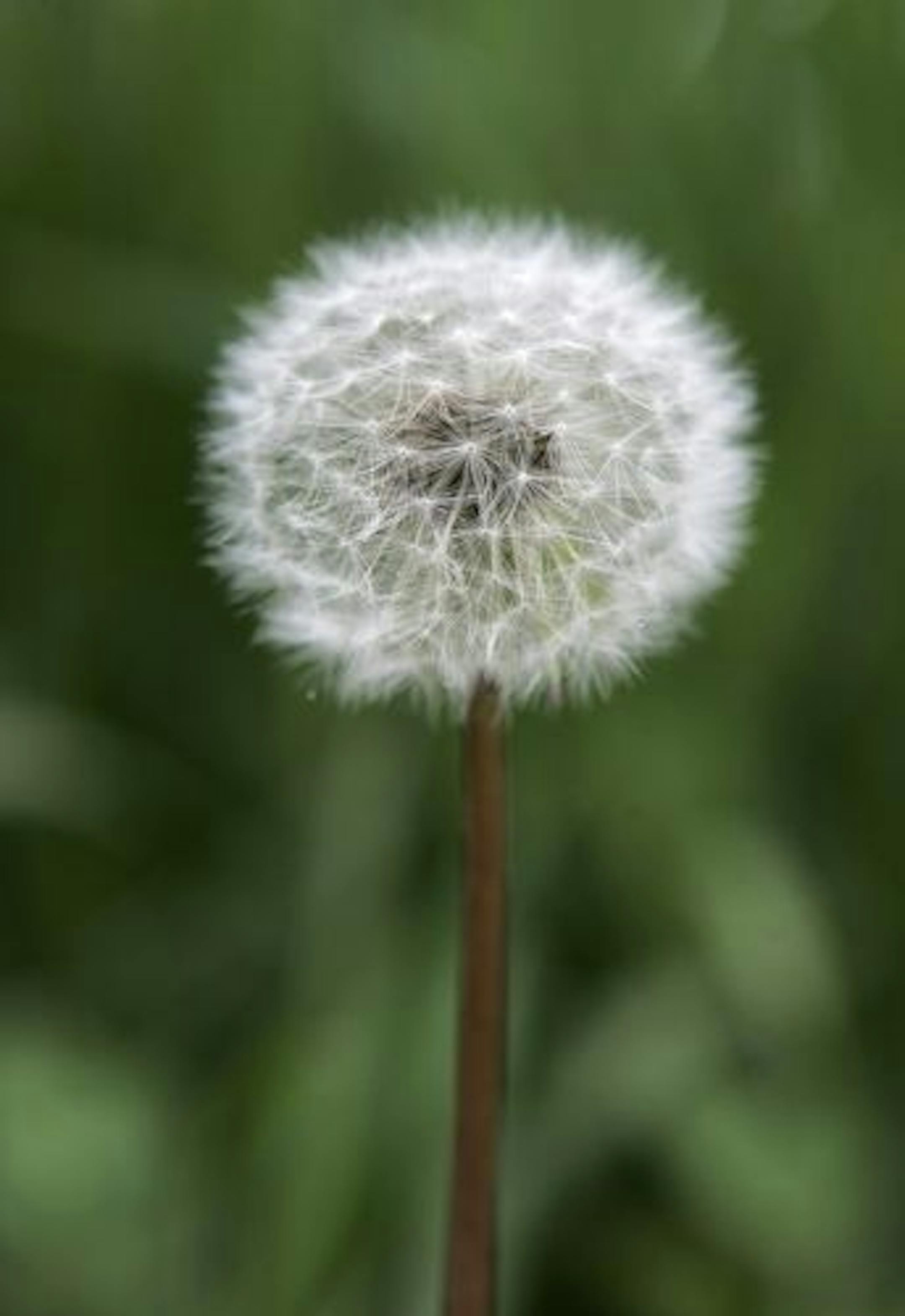 A danedlion is seen in Valatie, N.Y., Friday, May 9, 2008.
