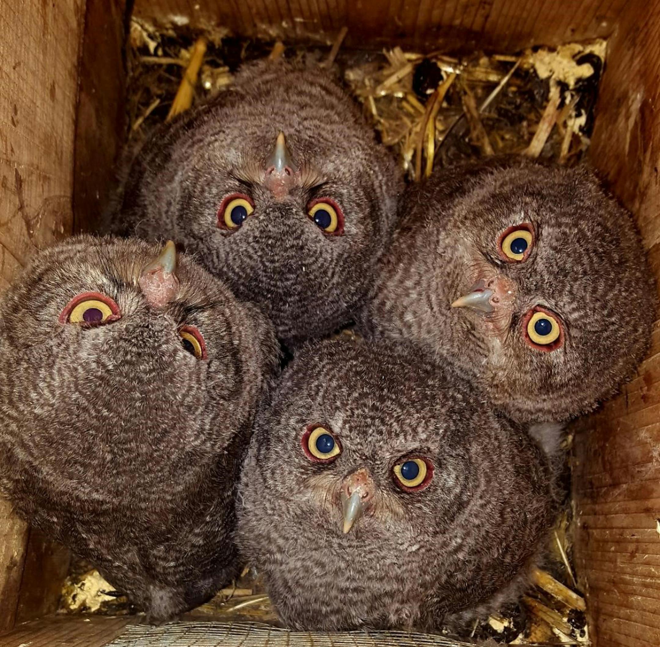 A pair of adults chose Jim Bombeck's wood duck house to raise their brood.