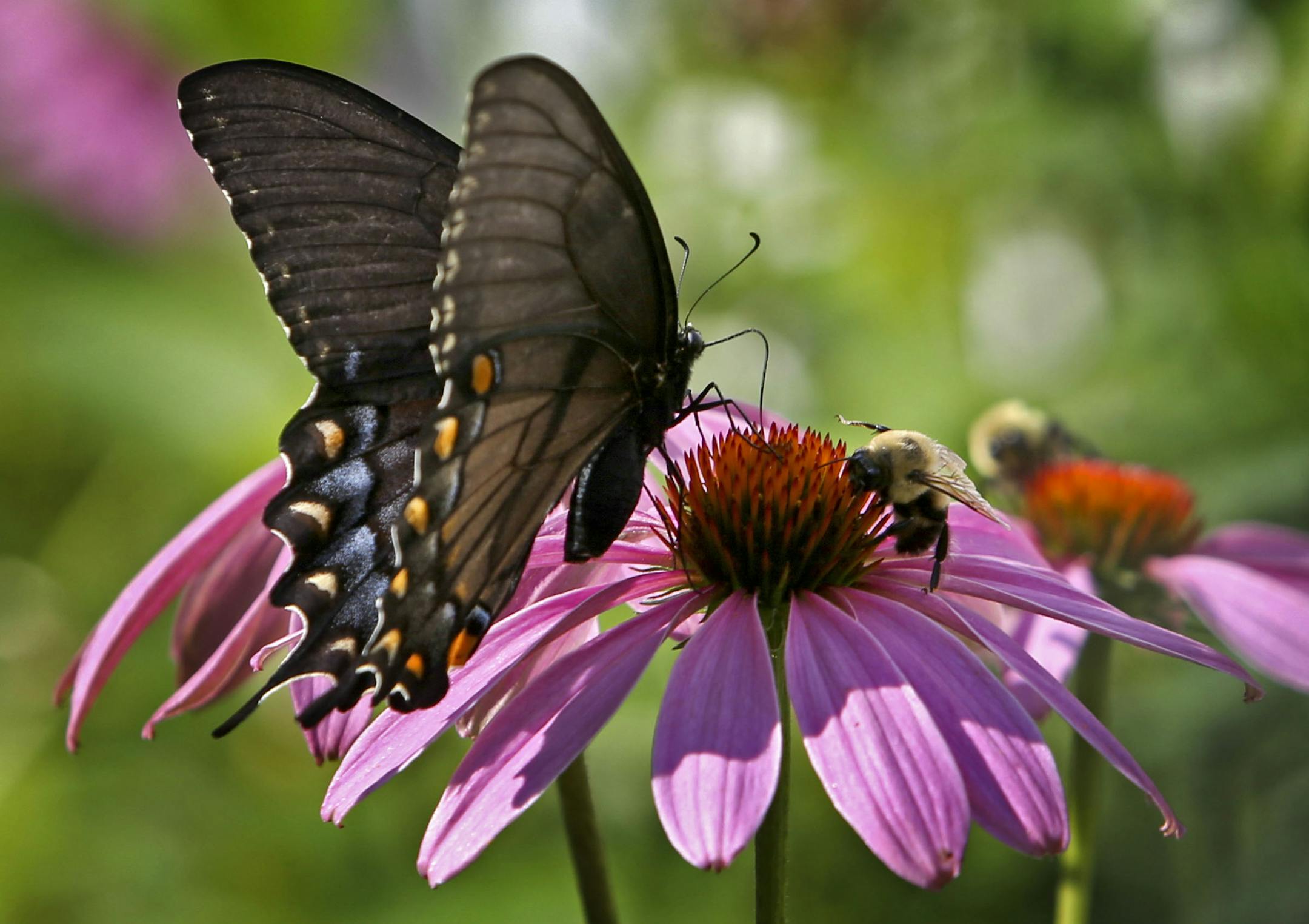 A femaile tiger swallowtail butterfly and a bumble bee compete for the same purple coneflower in Nancy Reichert-Sission's garden Thursday, Aug. 7, 2014, in Bloomington, MN.] (DAVID JOLES/STARTRIBUNE) djoles@startribune Beautiful Garden at the home of Nancy Reichert-Sission, whose natural garden borders the Minnesota Valley National Wildlife Refuge.