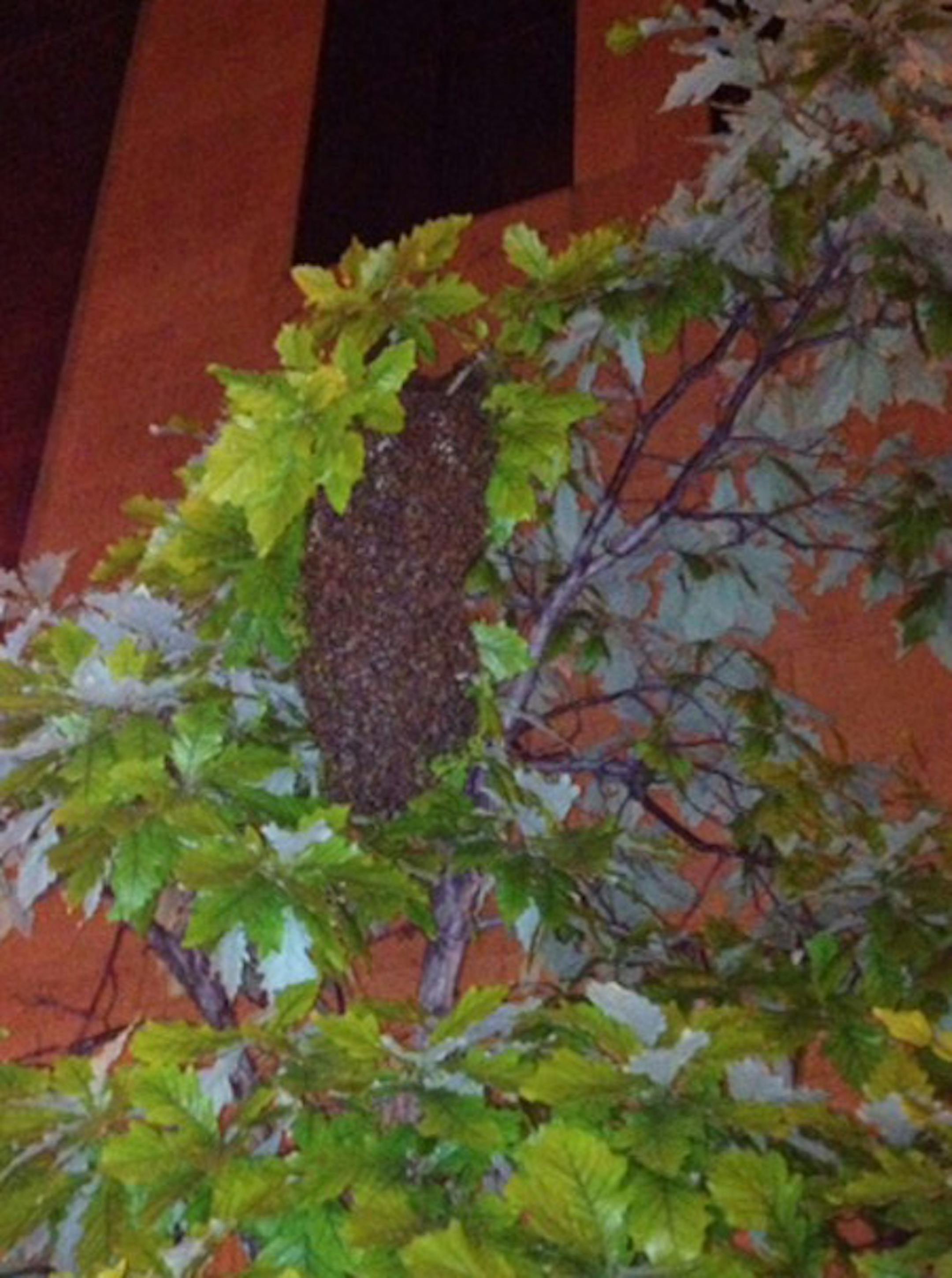 The swarm of bees in a tree on Kellogg in St. Paul on Sunday night.