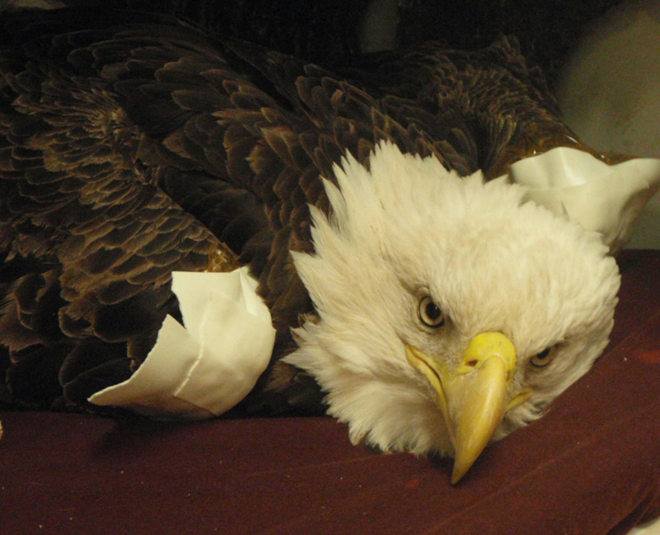 This bald eagle was brought into the University of Minnesota's Raptor Center on Tuesday, suffering from lead poisoning. It cannot stand up, and has respiratory difficulty and neurological signs. Its prognosis is poor.
