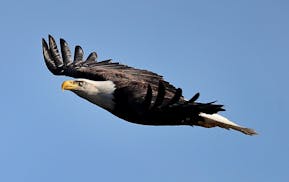 A female bald eagle left its nest to look for food in Lilydale Regional Park on April 4, 2017, in St. Paul.