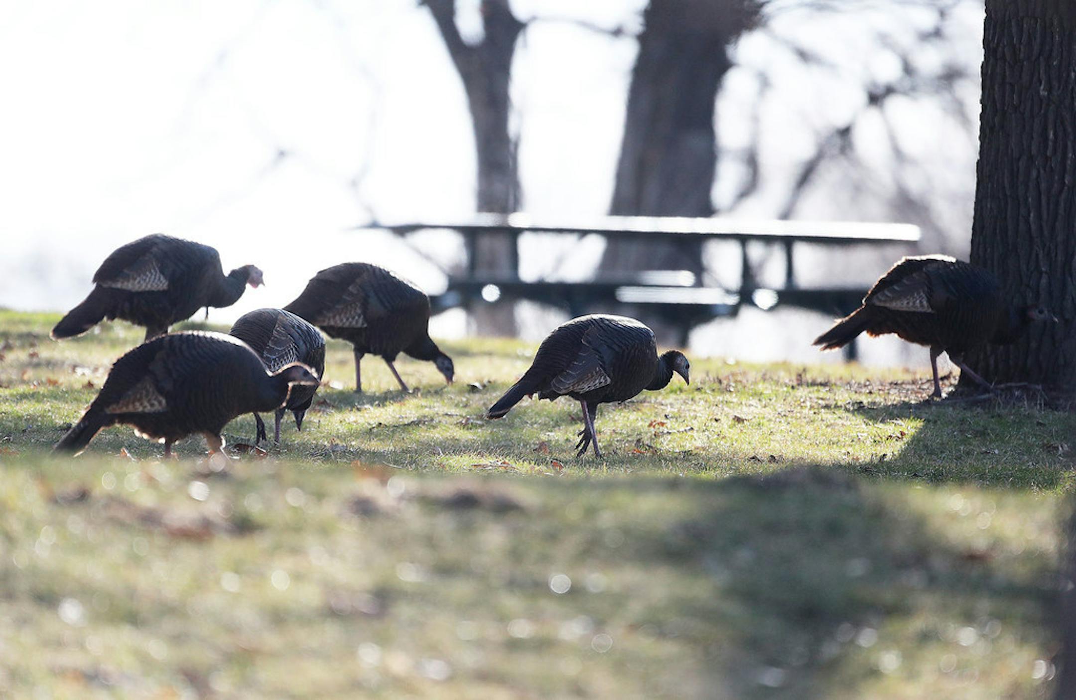 Wild turkeys fed near picnic tables on the Minnesota Veterans Home grounds in Minneapolis in April.