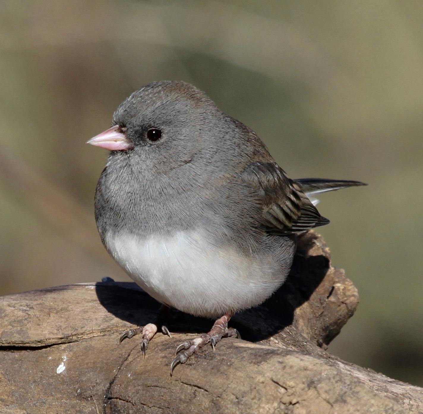 Dark-eyed junco