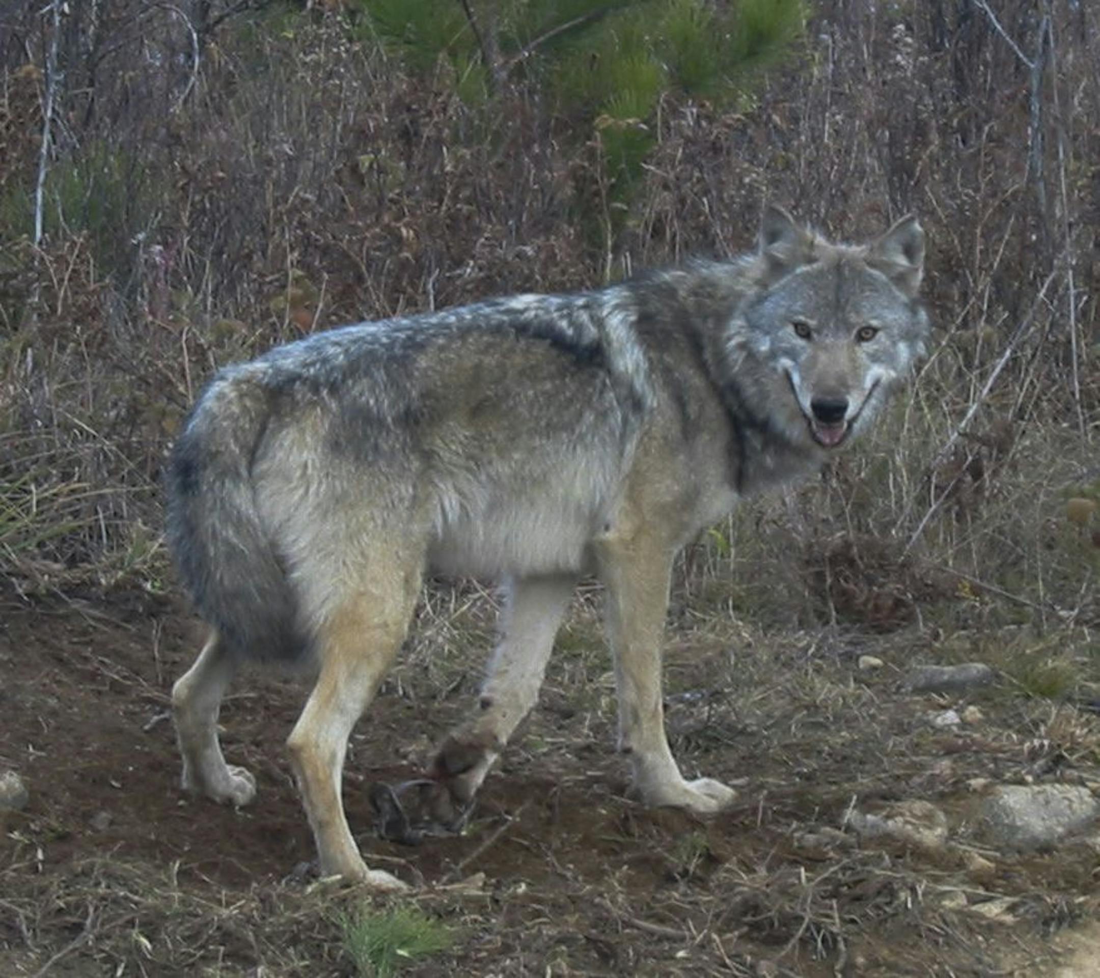 This male wolf was caught accidentally in a foot-hold trap last year near Tower, Minn. "He was released unharmed,'' said DNR conservation officer Dan Starr, who took the photo. The photo was obtained Friday, Nov., 2012. PHOTO BY DAN STARR