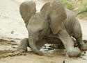 Week old baby Africa elephant, Safina, falls over in the mud in Buffalo Springs National Reserve, Kenya. "Animal Babies: First Year on Earth"
PBS