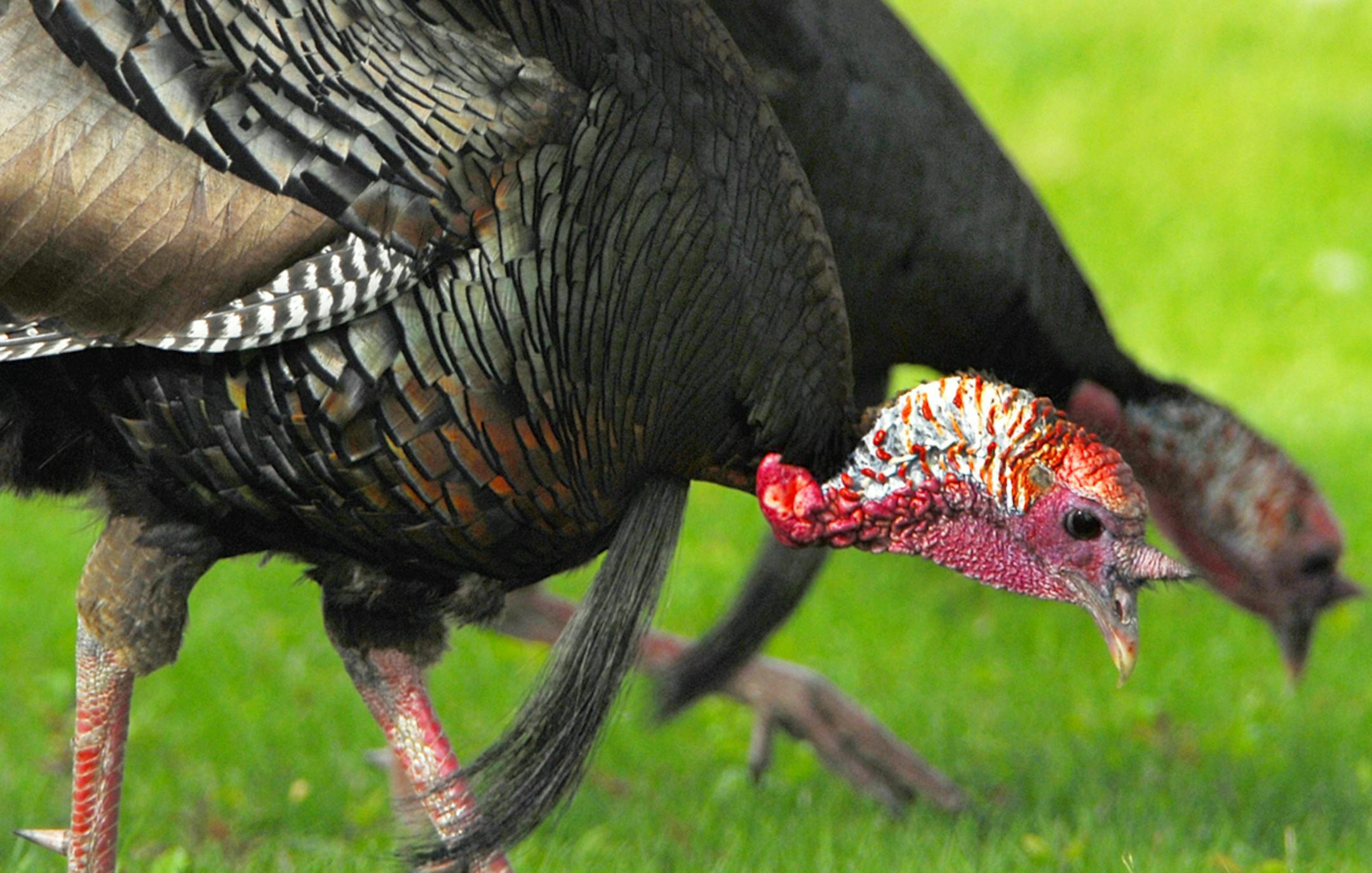 credit: Jim Williams 1. Wild turkeys are ground feeders, always on the lookout for morsels big and small. These large birds are becoming a familiar sight in the metro area.