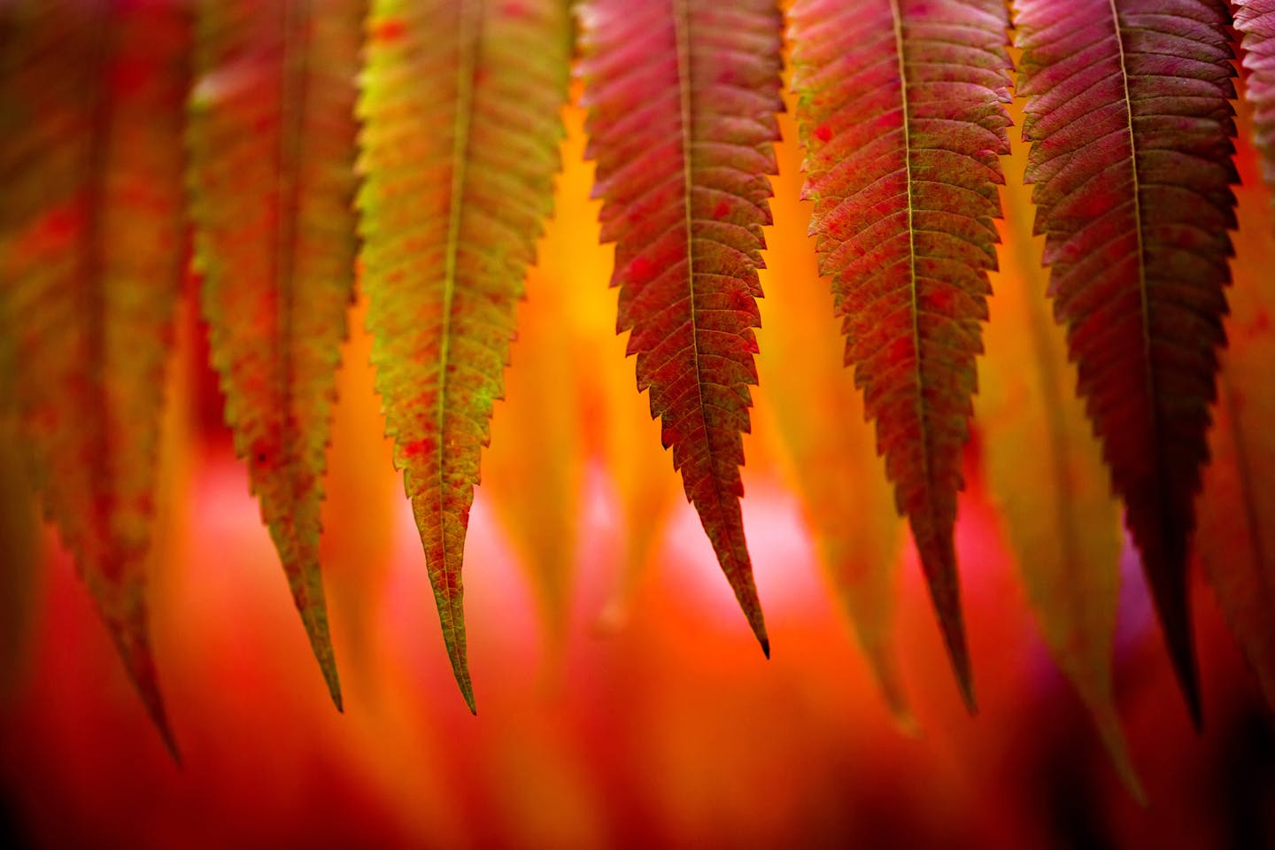 Fall is a great time to get close and focus on the changing colors. Look for interesting patterns and repetitive shapes. Although those cool crisp sunny days are great for hiking, cloudy, overcast or rainy days are best for photographing fall color. ] Macro Photography Story
brian.peterson@startribune.com
Minneapolis, MN 10/04/16