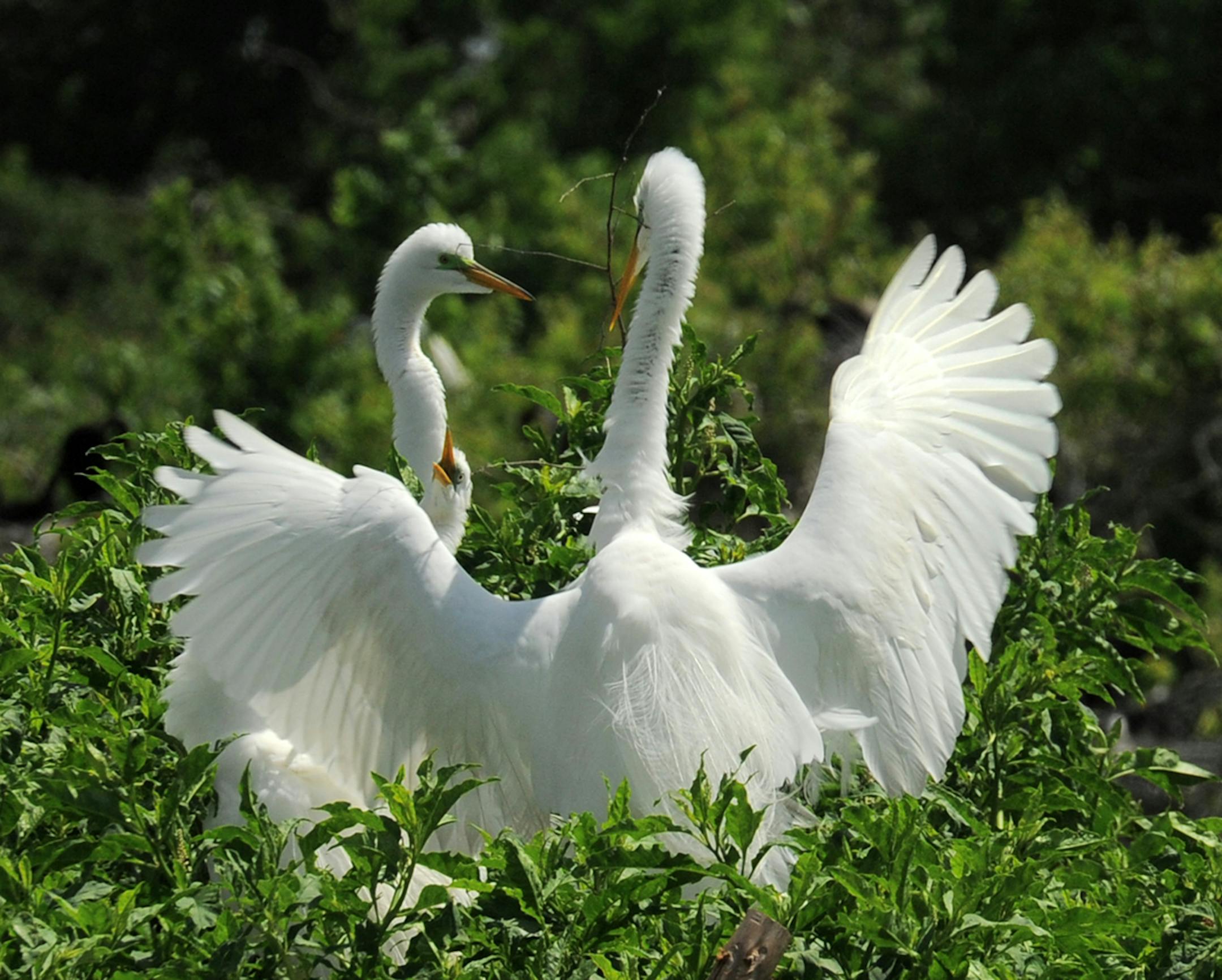 So happy to see you: Great egrets add courtship display to nest building. Bird on right has sticks in its bill.credit: Jim Williams