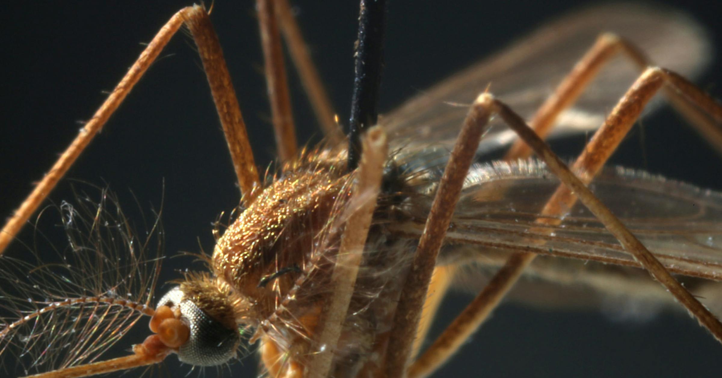 West Nile alert issued as two fatalities confirmed in Minnesota