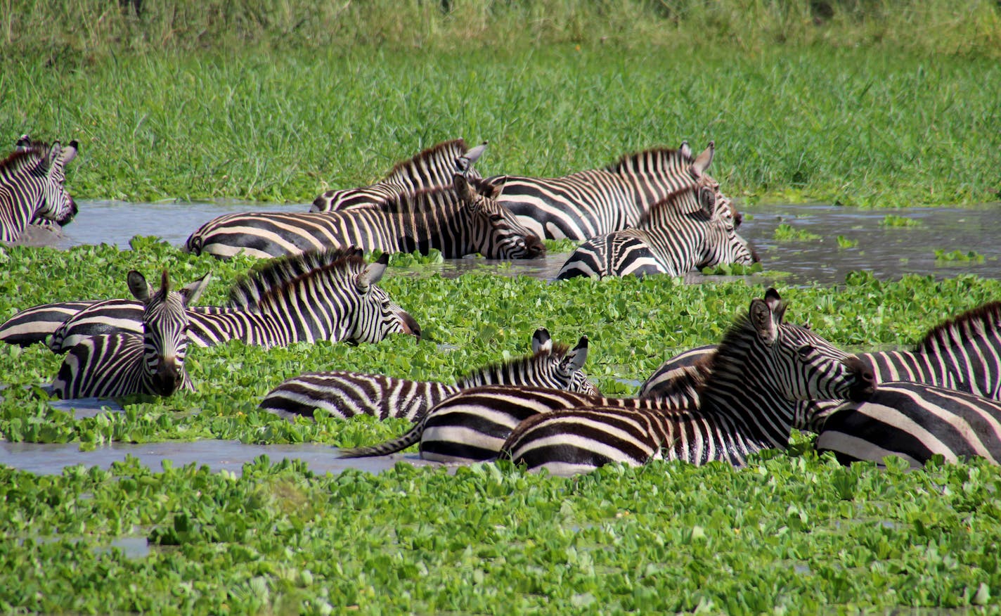 A herd of zebras took a swim at Tarangire National Park.