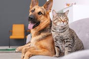 Making a few home improvements for your pets can help prolong the life of your furniture and flooring. (Dreamstime/TNS)