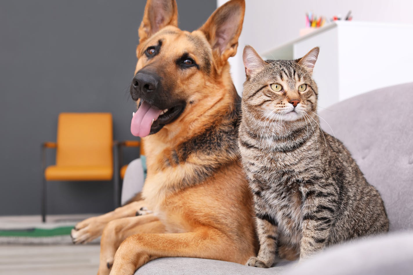 Making a few home improvements for your pets can help prolong the life of your furniture and flooring. (Dreamstime/TNS)