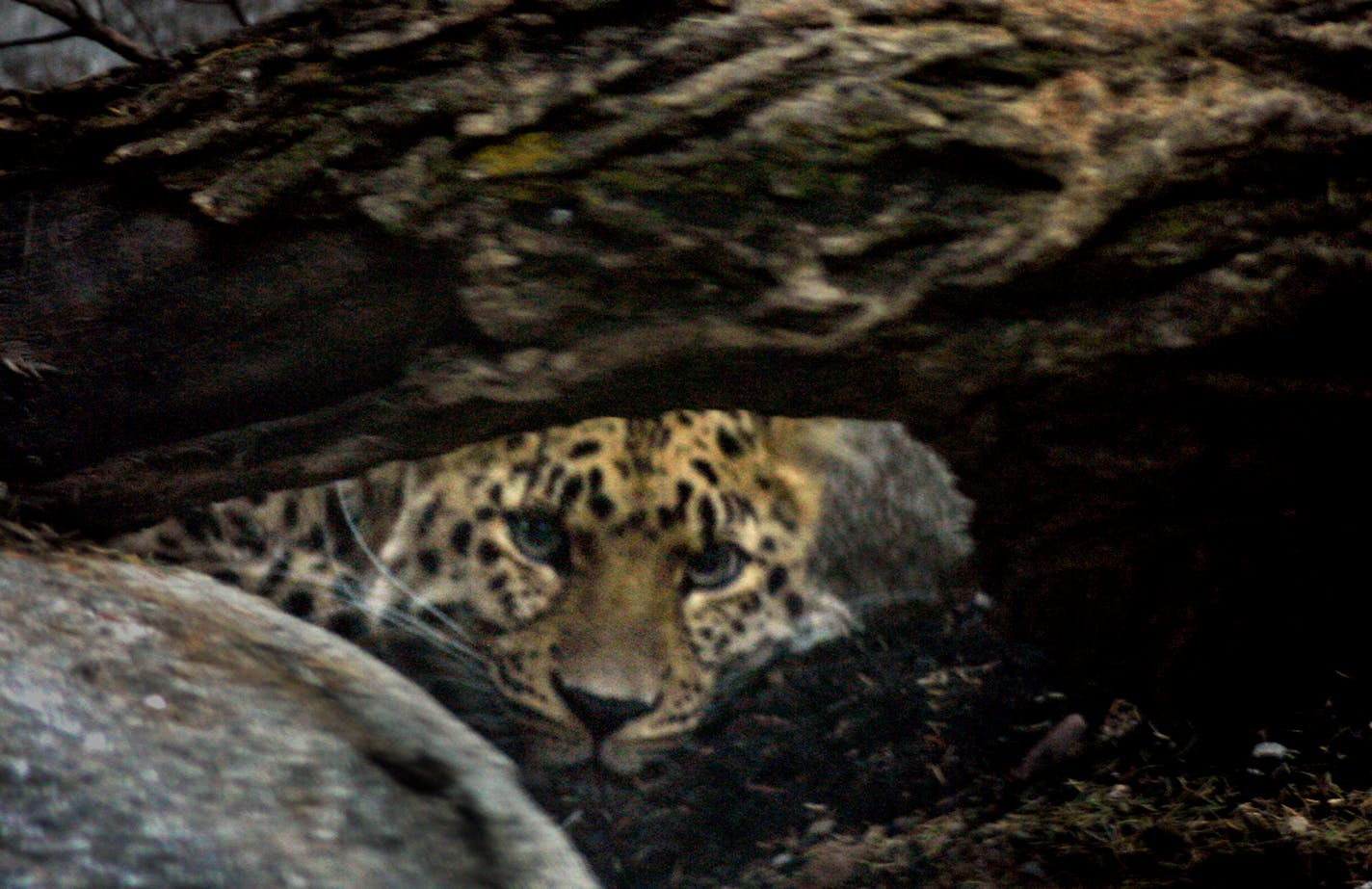 One of three Amur leopards the Minnesota Zoo acquired for "Russia's Grizzly Coast" peeked out from under a log Tuesday.