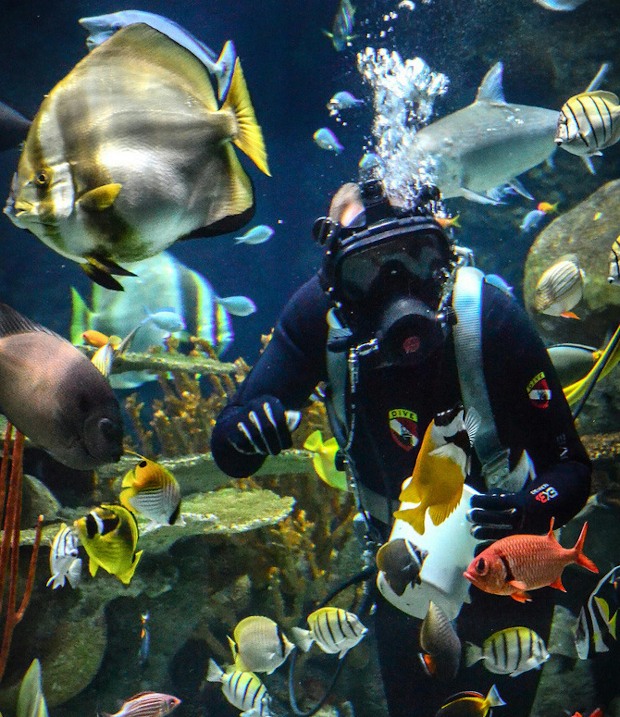 Provided by the Minnesota Zoo Tropical reef dive at the Minnesota Zoo.