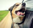 A happy German Shepherd mix breed dog is smiling with his tounge hanging out and his eyes closed as he sticks his head out the family car window while