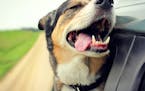 A happy German Shepherd mix breed dog is smiling with his tounge hanging out and his eyes closed as he sticks his head out the family car window while