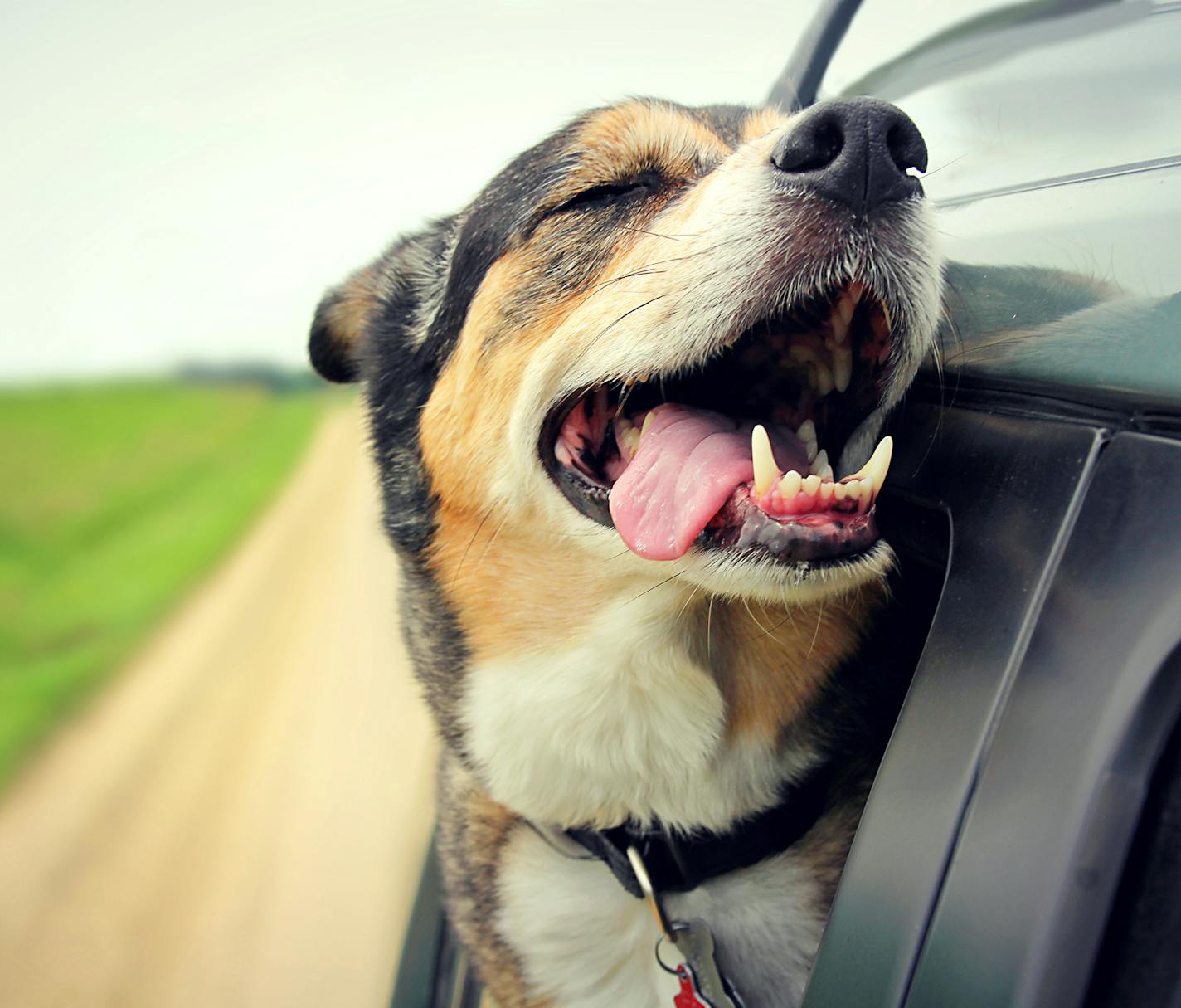 A happy German Shepherd mix breed dog is smiling with his tounge hanging out and his eyes closed as he sticks his head out the family car window while drving down the road.