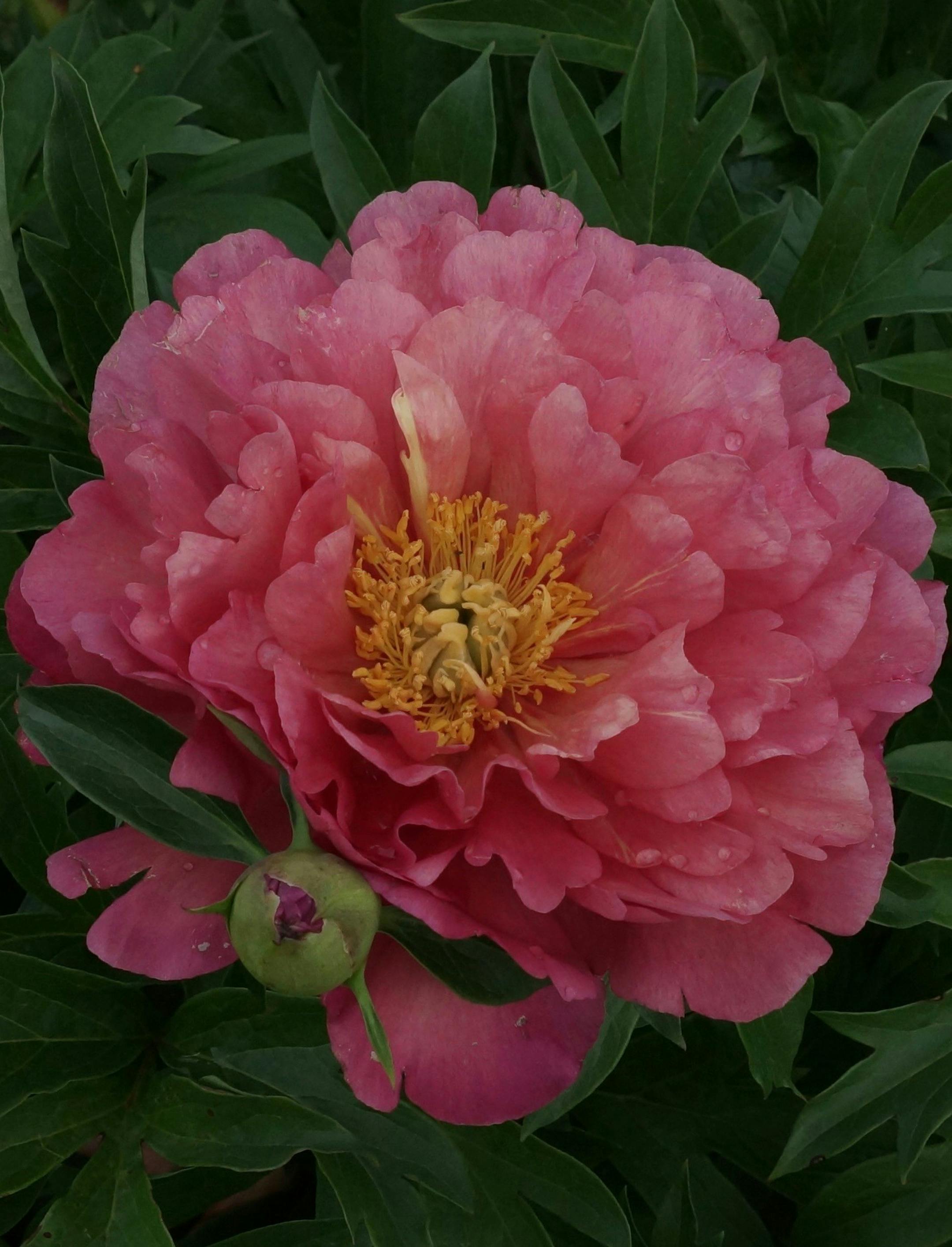 New Millennium peony is among the many varieties in bloom at Swenson Gardens Peony Field Days, June 1-2 and 8-9 in Howard Lake.