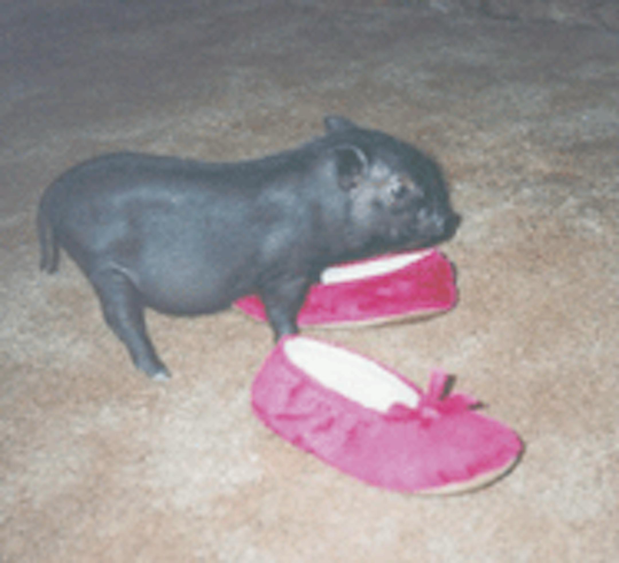 Ito as a baby pig.