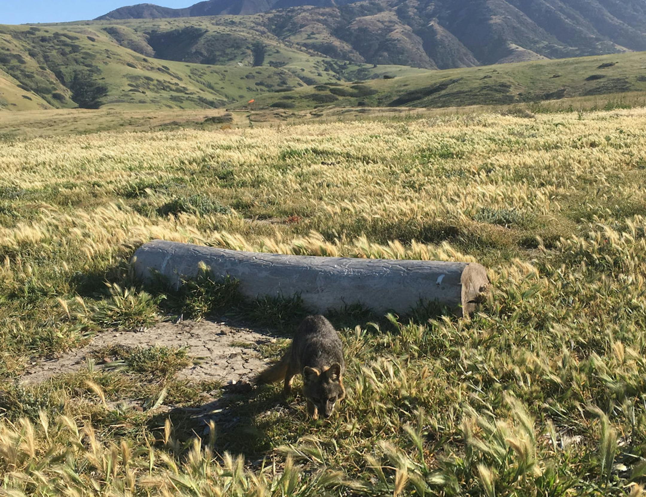 The island fox has rebounded from near-extinction since Channel Islands National Park was created following a 1969 environmental disaster.