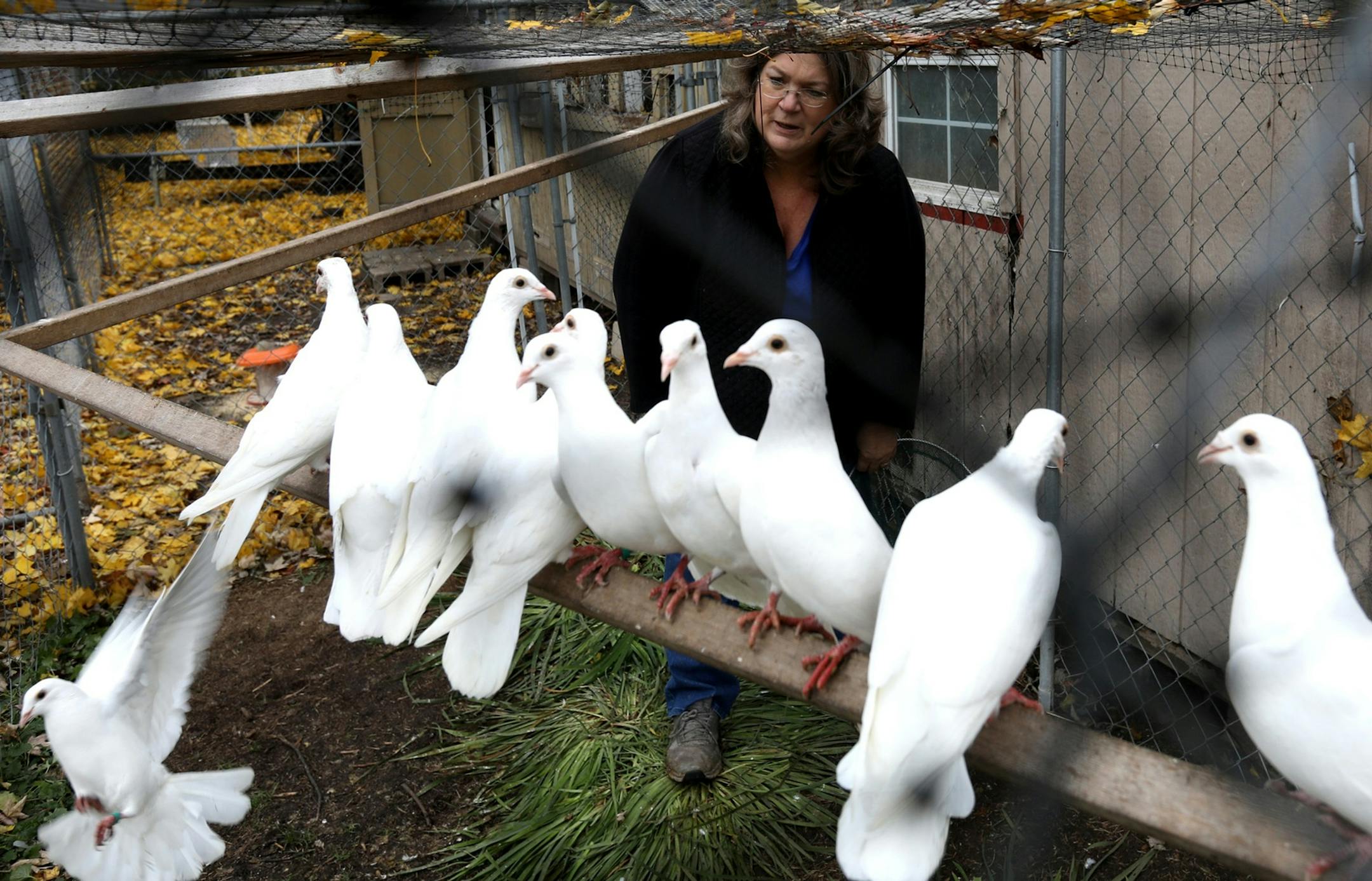 Several of the 100 white doves owned by Phyllis and Jeff Stevens, owners of Dreamers White Dove Release a family business in Carrollton, Michigan, sit on a perch in a fenced in pigeon coop on Thursday, November 8, 2018 as Stevens comes in to take a couple of them out. The Stevens use their doves, which are a hybrid of homing pigeon and dove for funerals, weddings and other events. ORG XMIT: 1245522