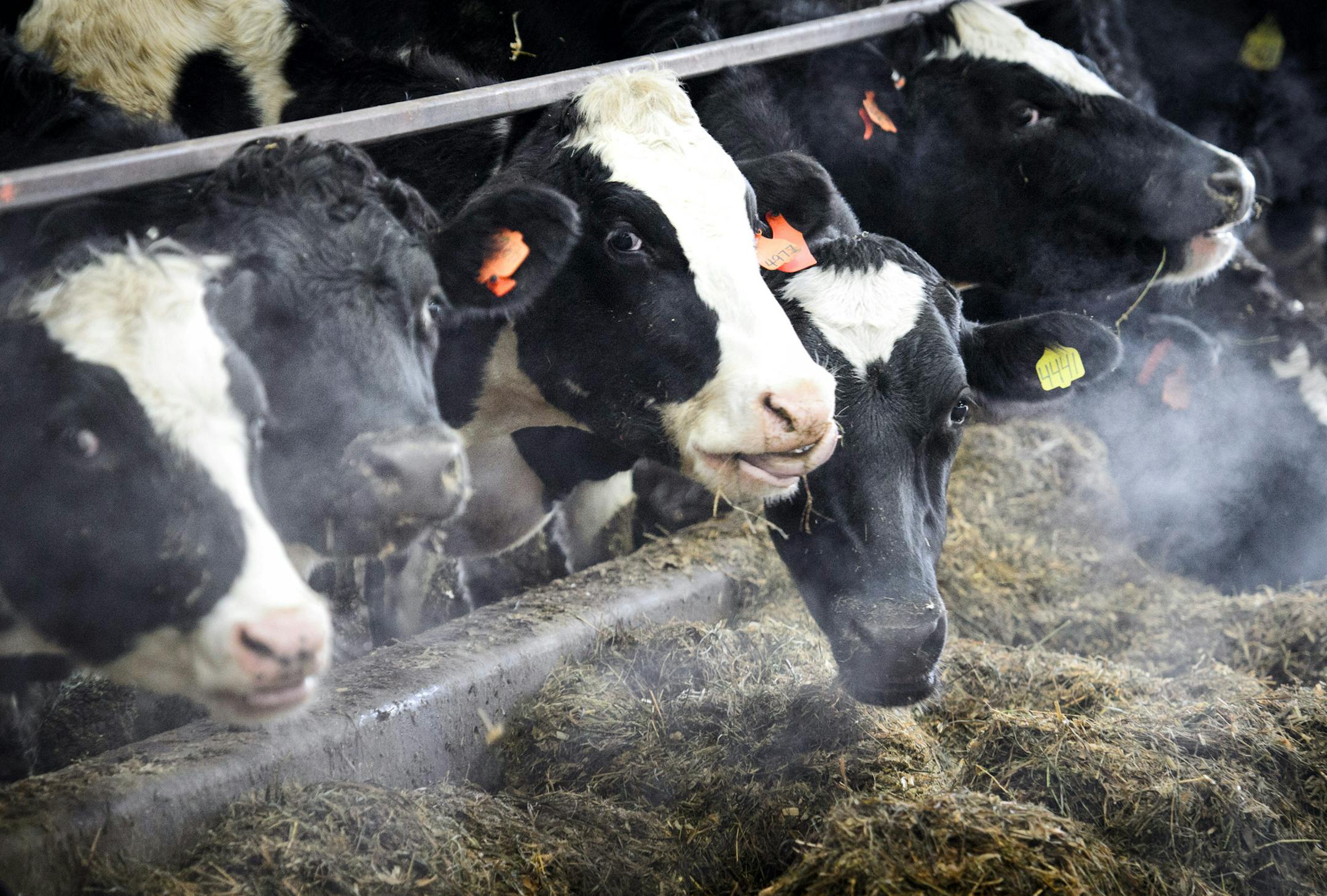 Cows eating on Pat Luneman's dairy farm. ] GLEN STUBBE * gstubbe@startribune.com Tuesday, December 23, 2014 Pat Lunemann is president of the Minnesota Milk Producers Association and owns over 700 cows in his dairy operation in Clarissa, Minnesota.