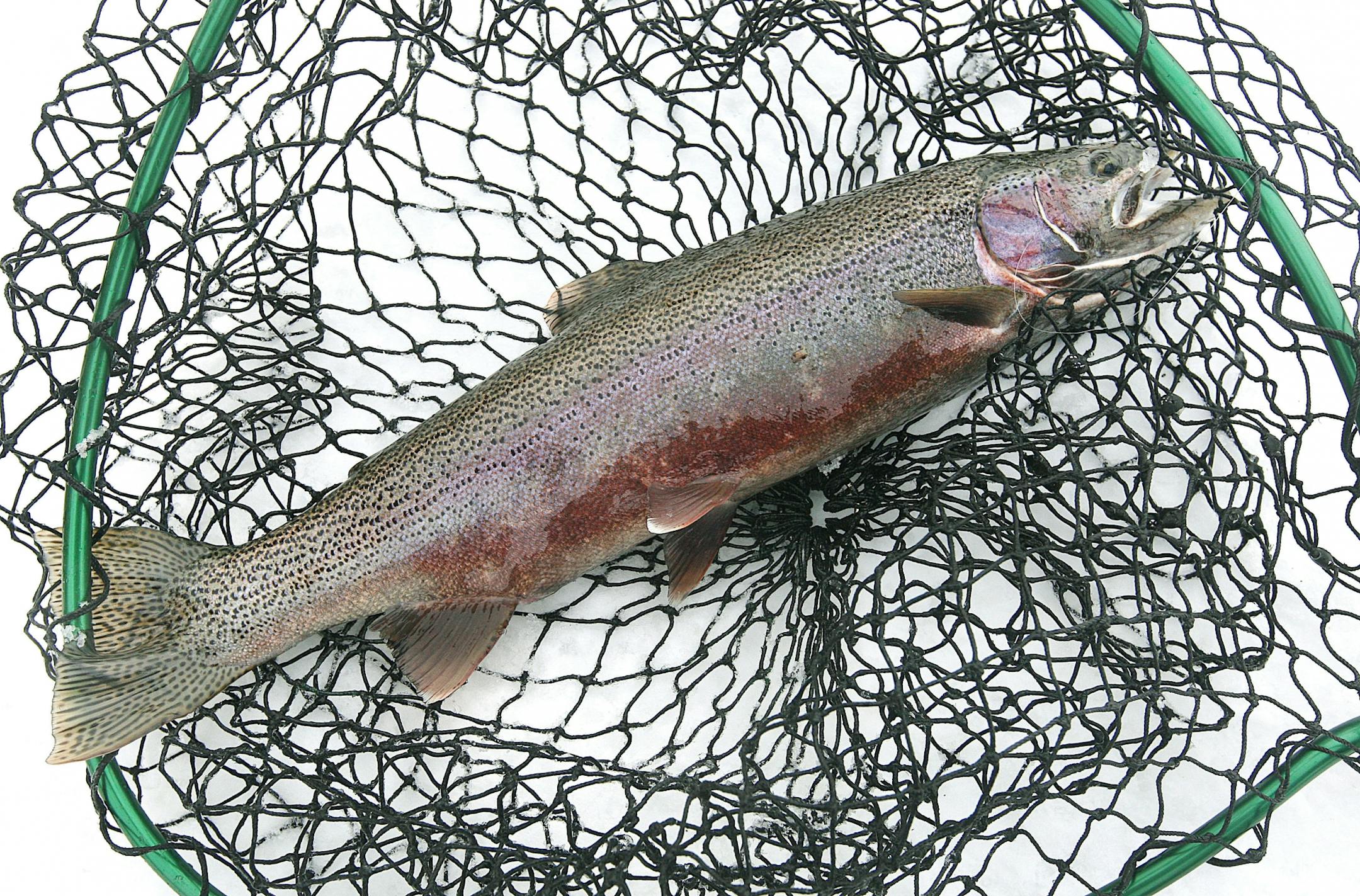 A Kamloops rainbow trout caught by Bryan Dunaiski of Esko lies in a net atop the ice along the shore of Lake Superior.