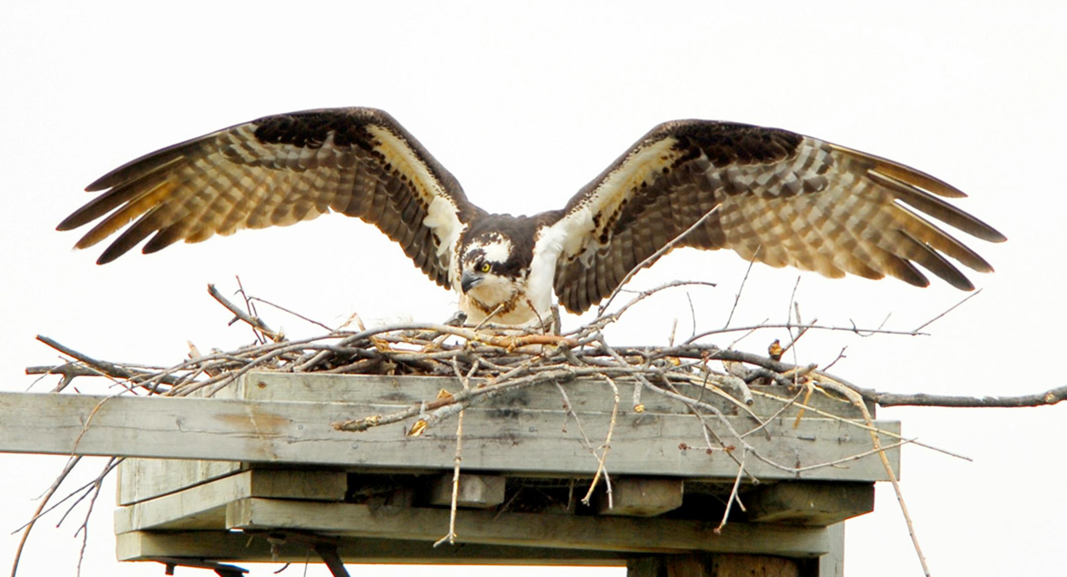 An osprey with wings spread wide at its nest of twigs over top of a manmade platform.