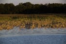 FILE-- A crop of corn is engulfed by floodwater in Sharkey County, Miss., June 14, 2019. The world's land and water resources are being exploited at "