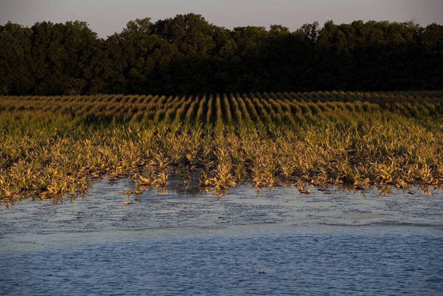 FILE-- A crop of corn is engulfed by floodwater in Sharkey County, Miss., June 14, 2019. The world's land and water resources are being exploited at "unprecedented rates," a new United Nations report warns, which combined with climate change is putting dire pressure on the ability of humanity to feed itself.