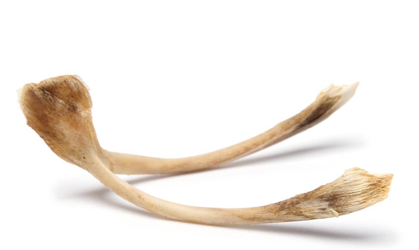 Wishbone