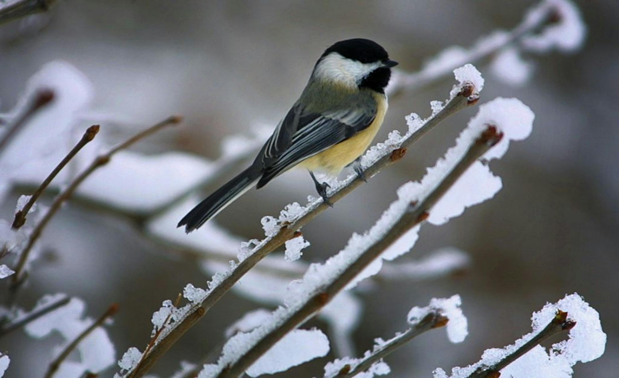 A Black-capped Chickadee perched among frozen and snowey branches. Cool fact: The distinguishing vocalization "chick-a-dee-dee" of the Black-capped Chickadee is one of the most complex vocalizations in the animal kingdom. Depending on slight variations in the phrases, the call can convey separate, unique messages: in addition to acting as a contact call or as an alarm call, chickadees also use their call to relay information about an individual's identity or to indicate that they recognize a par