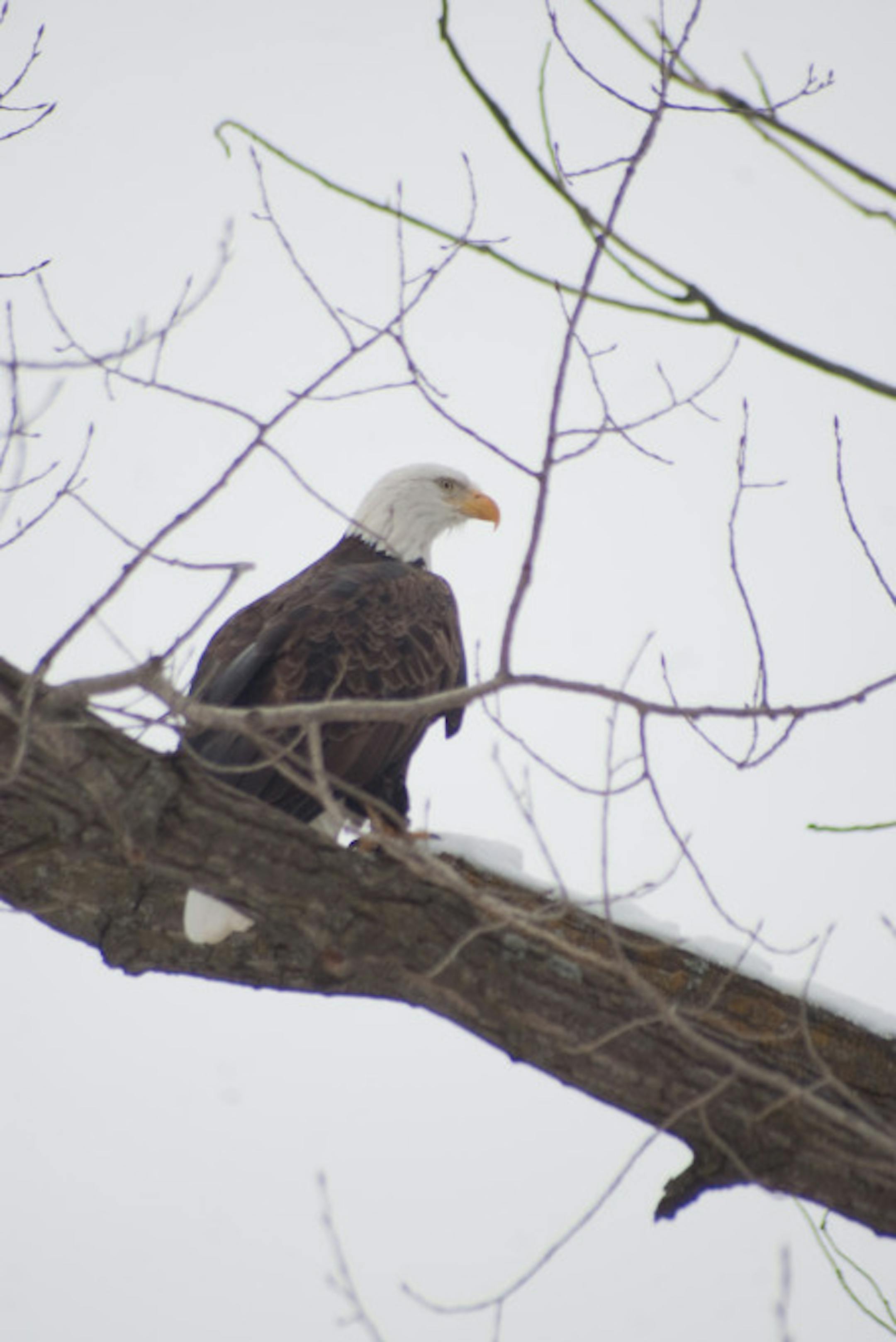 A migrating American Bald Eagle photo by Heath Sershen courtesy NationalEagleCenter.org