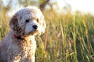 The author's first dog, Molly, was an 8-year-old cockapoo when she joined the family.