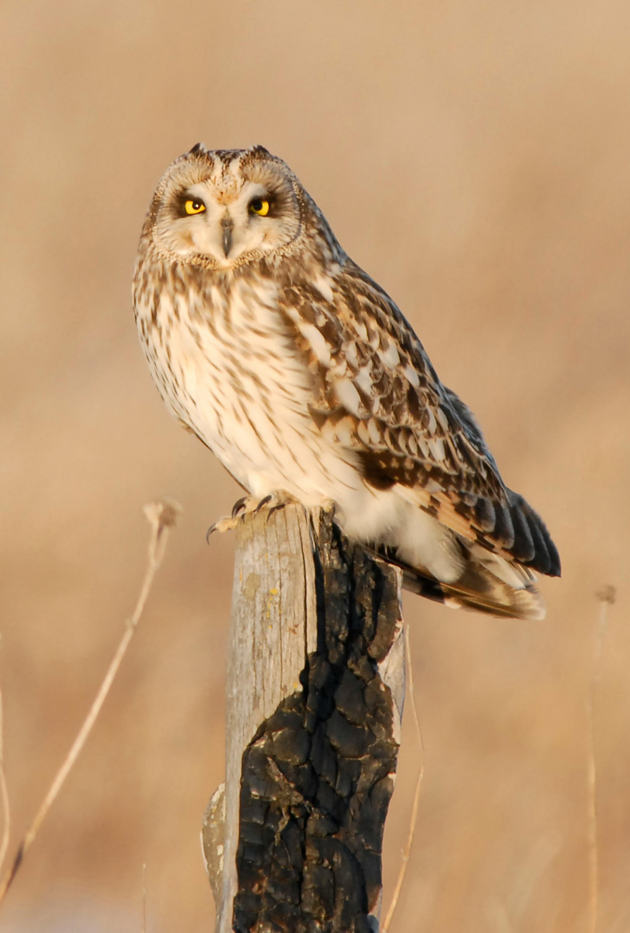 Short-eared owl