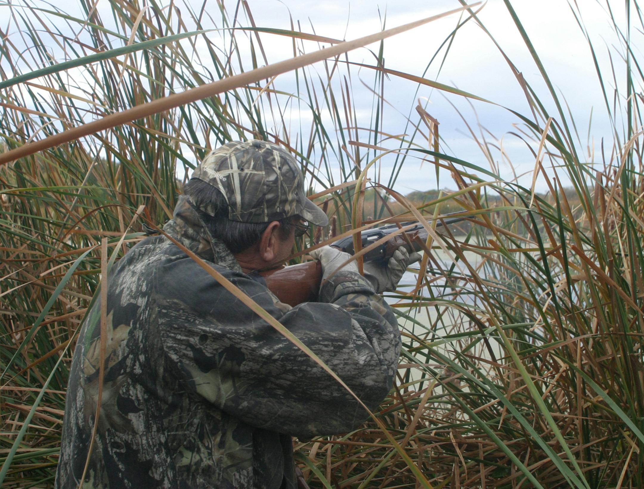 Bill Kemp of Waseca fires at a blue-winged teal passing in front of his blind on the opener of the Minnesota waterfowl season on Saturday. Kemp is the new president of the Minnesota Waterfowl Association. // duck hunting (is a blue-winged teal a duck?) //