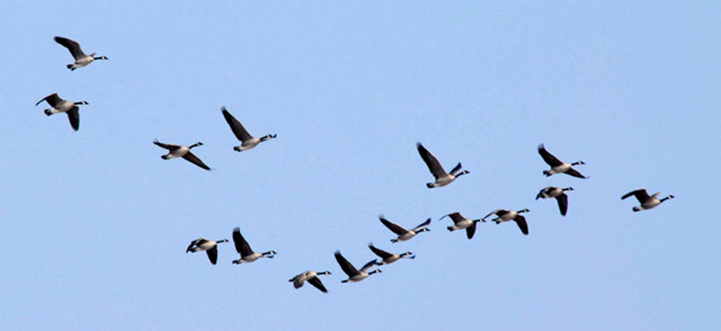 A flock of 15 Canada geese fly in formation.